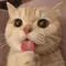 game online resmi Ada juga proyek seni bertema kucing pemarah, parfum, sepatu, komik, dan kopi